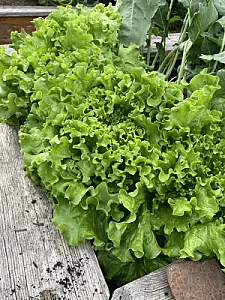 Salatköpfe zum Ernten
